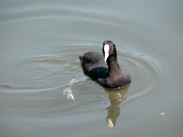 Eurasian Coot